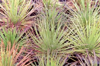 Agave geminiflora